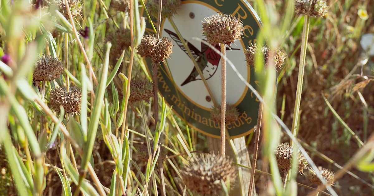 Foolproof Guide to Creating a MiniNature Reserve | Mininature Reserve